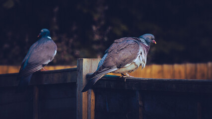Two Pigeons on a fence
