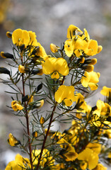Yellow flowers of the Australian native Large Wedge Pea, Gompholobium grandiflorum, family Fabaceae. Spring flowering. Grows in heath and dry sclerophyll forest on sandstone in Sydney region