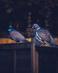 Two Pigeons on a fence