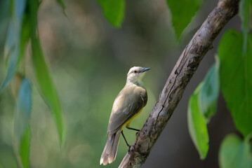 suiriri-cavaleiro (Machetornis rixosa)