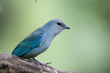 sanhaço-de-encontro-azul (Thraupis cyanoptera)