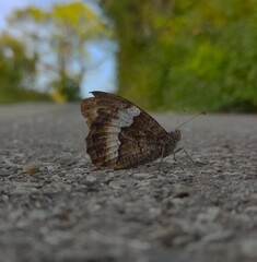 Fototapeta premium butterfly