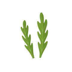 Arugula isolated on white background. Rucola, leafy greens. Vector illustration in flat style. 