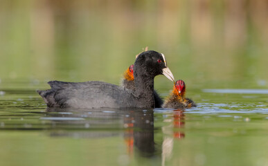 Eurasian coot - Fulica atra - adult bird with juveniles in spring