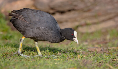 Eurasian coot - Fulica atra - adult bird in spring