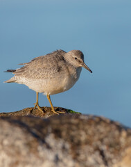 Red Knot - on the autumn migration way at a seashore