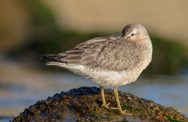 Red Knot - on the autumn migration way at a seashore