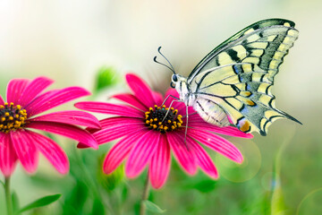 Macro shots, Beautiful nature scene. Closeup beautiful butterfly sitting on the flower in a summer garden.