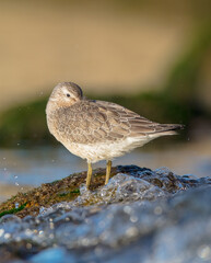 Red Knot - Calidris canutus - on the autumn migration way at a seashore