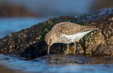 Dunlin - young bird at a seashore on the autumn migration way