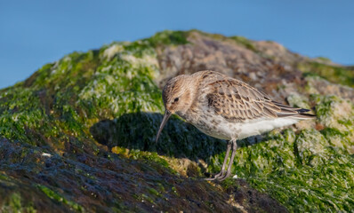 Dunlin - young bird at a seashore on the autumn migration way