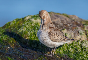 Dunlin - Calidris alpina - young bird at a seashore on the autumn migration way