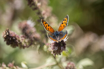 Obraz premium Kleiner Feuerfalter