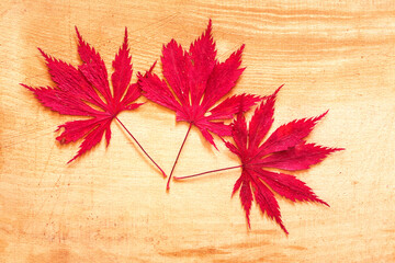  Autumn leaves background.
