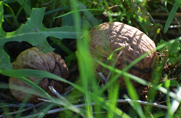 Noix prête à cueillir