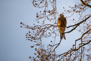 eagle on branch