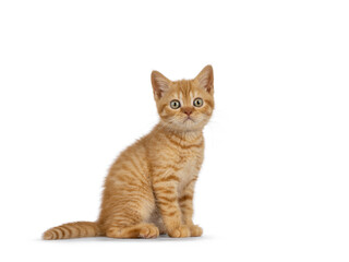 Adorable ginger British Shorthair cat kitten, standing side ways. Looking towards camera. Isolated on white background.