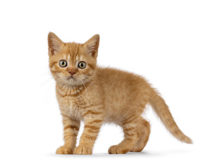 Adorable ginger British Shorthair cat kitten, standing side ways. Looking towards camera. Isolated on white background.