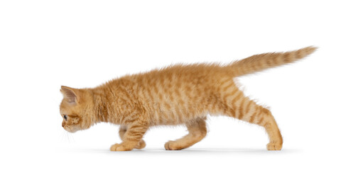 Adorable ginger British Shorthair cat kitten, walking side ways. Looking straight ahead away from camera. Isolated on white background.