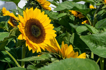 Obraz premium Commercial sunflower seed production field