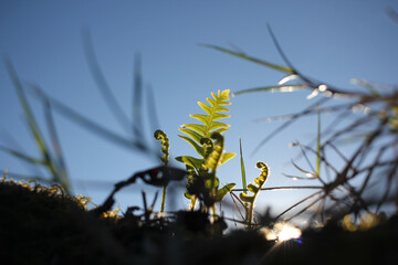 grass and leaves under sunset light
