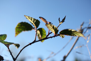 evening light illuminating leaves