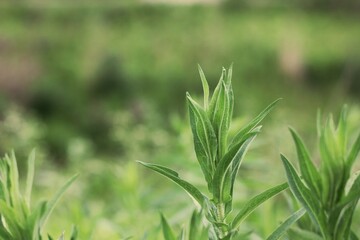 Green leaves growing in the garden.