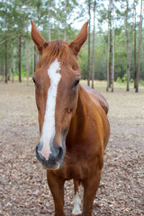 Obraz premium Chesnut, thoroughbred mare horse in a green paddock, grazing while surrounded by trees and wildlife