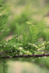 close up of a pine needles