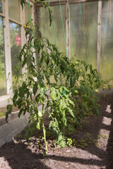 Green tomatoes are hanging on a branch in the greenhouse. Gardening, harvest