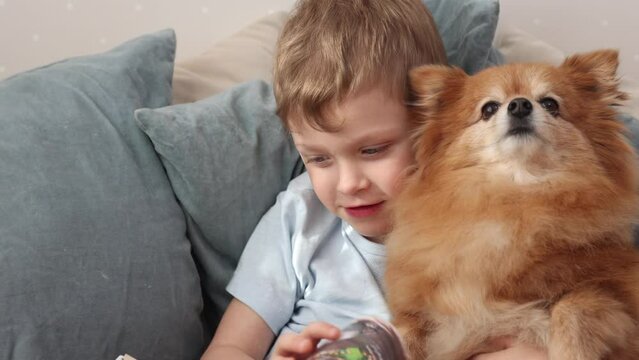 Happy boy with his German Spitz dog is sitting on a bed with pillows and reading a book. A child hugs a red dog and examines a book. Friendship with a pet. Slow motion 4k video