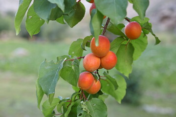 Ripe fruits on apricot tree branch