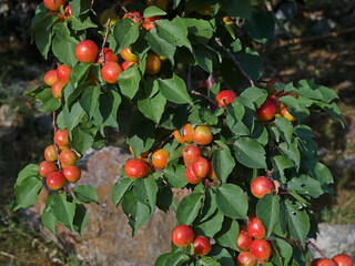 Ripe fruits on apricot tree branch