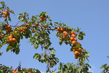 Ripe fruits on apricot tree branch - 534712594