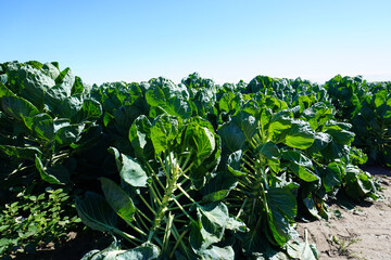 Rosenkohl Pflanzen auf einem Feld im sommer