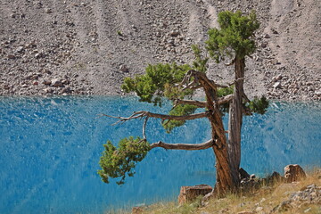 Juniper tree with turquoise lake in the background - Fann Mountains, Tajikistan - 534712912