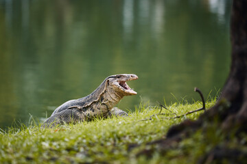 Water monitor lizard in grass in Lumphini Park. Bangkok, Thailand..