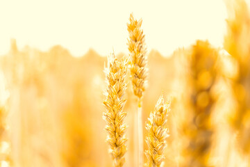 Wheat field sun landscape. Golden crop cereal bread background. Rye plant yellow grain in...