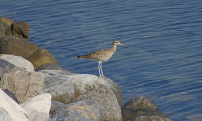 Eurasian whimbrel (Numenius phaeopus) standing along the shore on the rocks