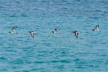 Five Eurasian oystercatchers (Haematopus ostralegus) or common pied oystercatcher, or palaearctic oystercatcher  in flight