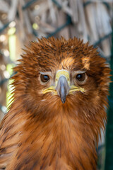 A greater spotted eagle (Clanga clanga) light phase flying very close up head shot looking at feathers, eyes, and beak
