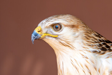 Naklejka premium A long legged buzzard (Buteo Rufinus) head shot very close up.