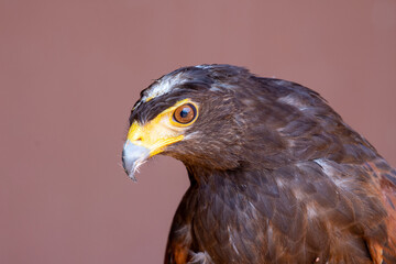 Harris's hawk (Parabuteo unicinctus), formerly known as the bay-winged hawk or dusky hawk from South America in conservation center very close up