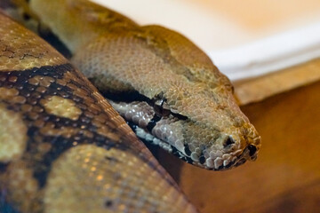 close up of a python