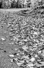 Autumn leaves in foliage season, fall colors