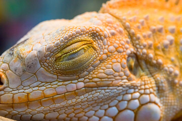 close up of a iguana