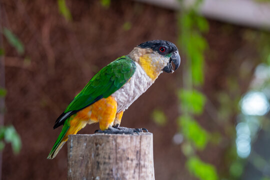 A black-headed parrot (Pionites melanocephalus) close up on a branch.