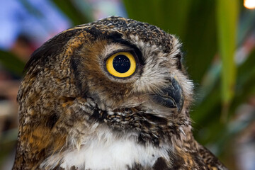 close up of an owl