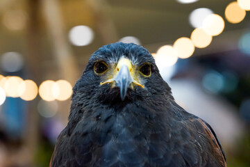 snowy owl portrait