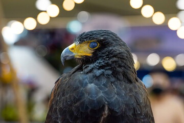 bird of prey